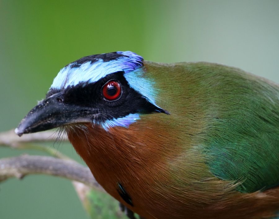 MOTMOT  TRINIDAD headshot Tobago.jpg