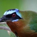 MOTMOT  TRINIDAD headshot Tobago.jpg