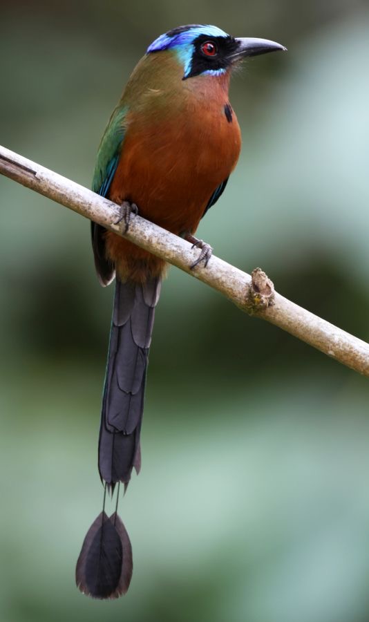 MOTMOT.   TRINIDAD   Tobago.jpg