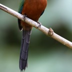 MOTMOT.   TRINIDAD   Tobago.jpg
