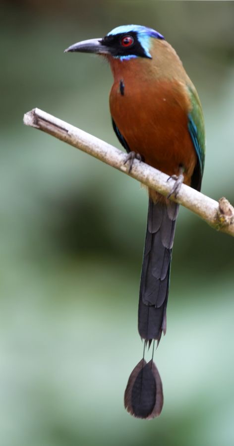 MOTMOT.  TRINIDAD    Tobago.jpg