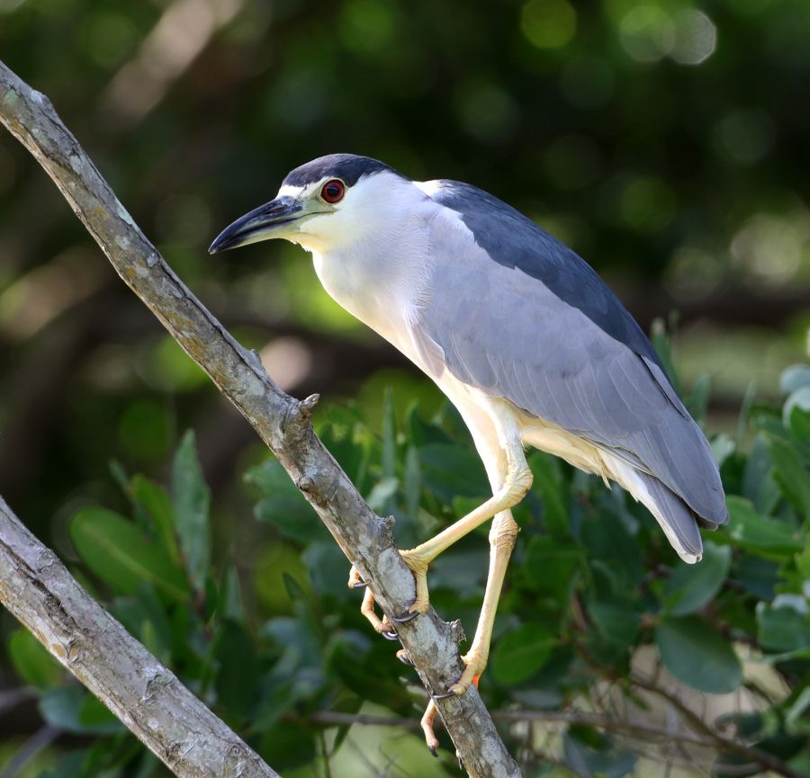 NIGHT-HERON        BLACK  CROWNED Tobago.jpg