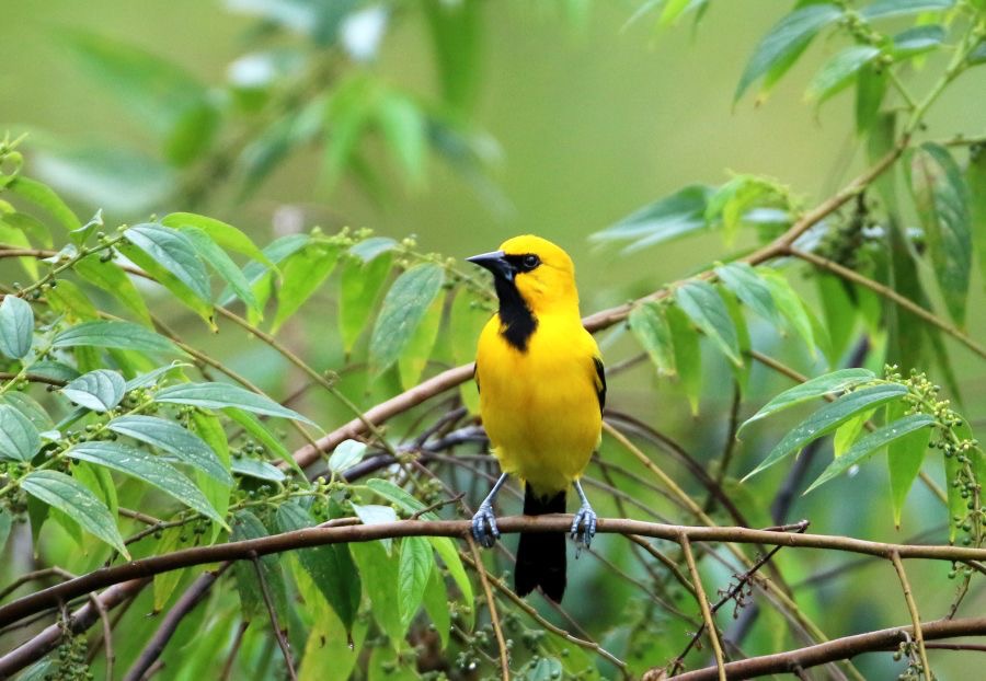 ORIOLE.    YELLOW    Trinidad.jpg