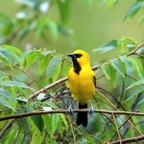 ORIOLE.    YELLOW    Trinidad.jpg