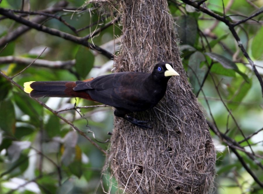 OROPENDOLA  CRESTED    at nest Trinidad.jpg
