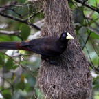 OROPENDOLA  CRESTED    at nest Trinidad.jpg