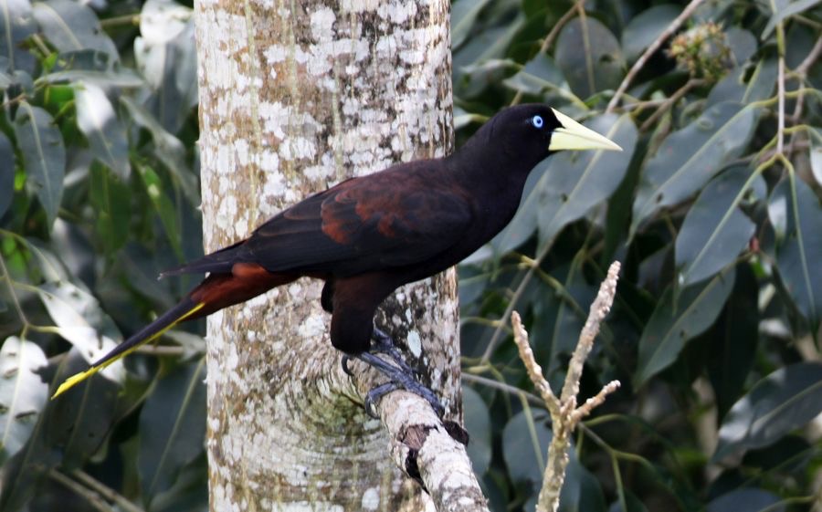 OROPENDOLA CRESTED   Trinidad.jpg