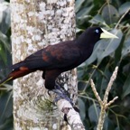 OROPENDOLA CRESTED   Trinidad.jpg