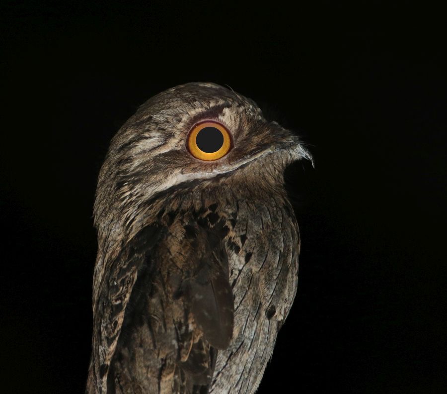 POTOO  COMMON    Tobago.jpg
