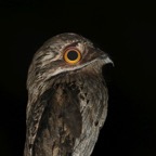 POTOO  COMMON    Tobago.jpg