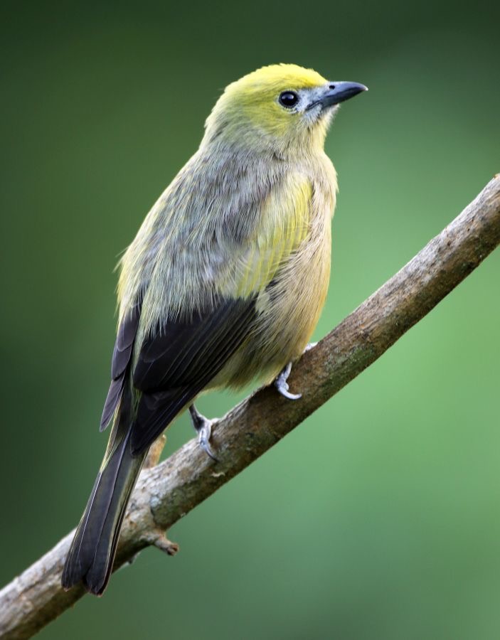 TANAGER     PALM   male Trinidad.jpg