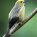 TANAGER     PALM   male Trinidad.jpg