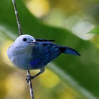 TANAGER   BLUE-GRAY  Tobago.jpg