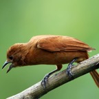 TANAGER   WHITE   LINED  female Trinidad.jpg