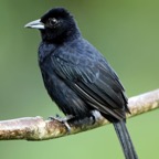 TANAGER   WHITE LINED   male Trinidad.jpg