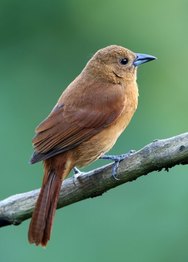 TANAGER   WHITE LINED  juvenile Trinidad.jpg