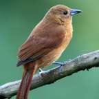 TANAGER   WHITE LINED  juvenile Trinidad.jpg