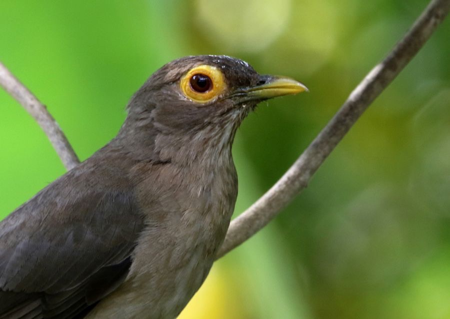 THRUSH.  SPECTACLED      Tobago.jpg