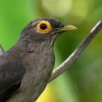 THRUSH.  SPECTACLED      Tobago.jpg