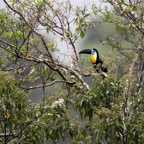TOUCAN CHANNEL BILLED   Trinidad.jpg