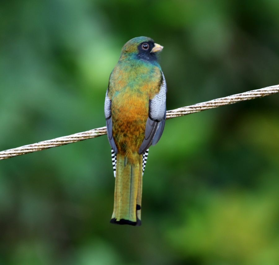 TROGON COLLARED  male Trinidad.jpg