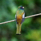 TROGON COLLARED  male Trinidad.jpg