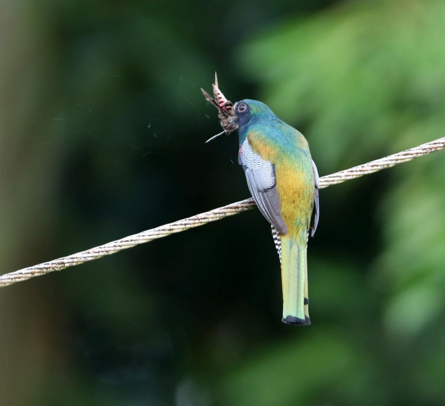 TROGON COLLARED male with moth. Trinidad.jpg