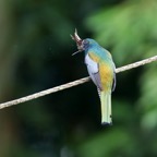 TROGON COLLARED male with moth. Trinidad.jpg