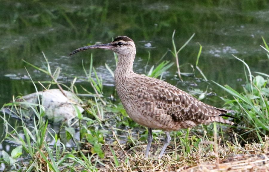 WHIMBREL  Tobago.jpg