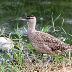 WHIMBREL  Tobago.jpg