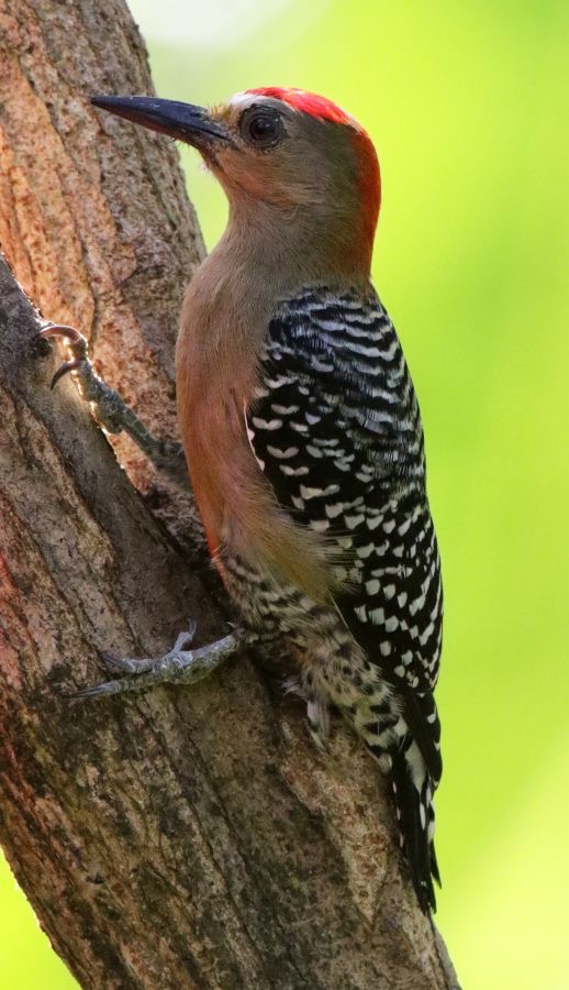 WOODPECKER RED-CROWNED    Tobago.jpg