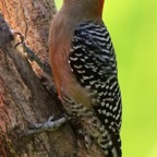 WOODPECKER RED-CROWNED    Tobago.jpg