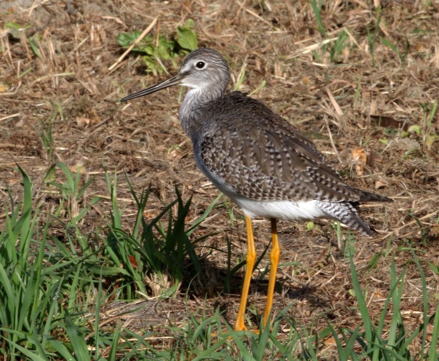 YELLOWLEGS GREATER     Tobago.jpg