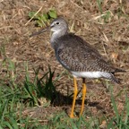 YELLOWLEGS GREATER     Tobago.jpg