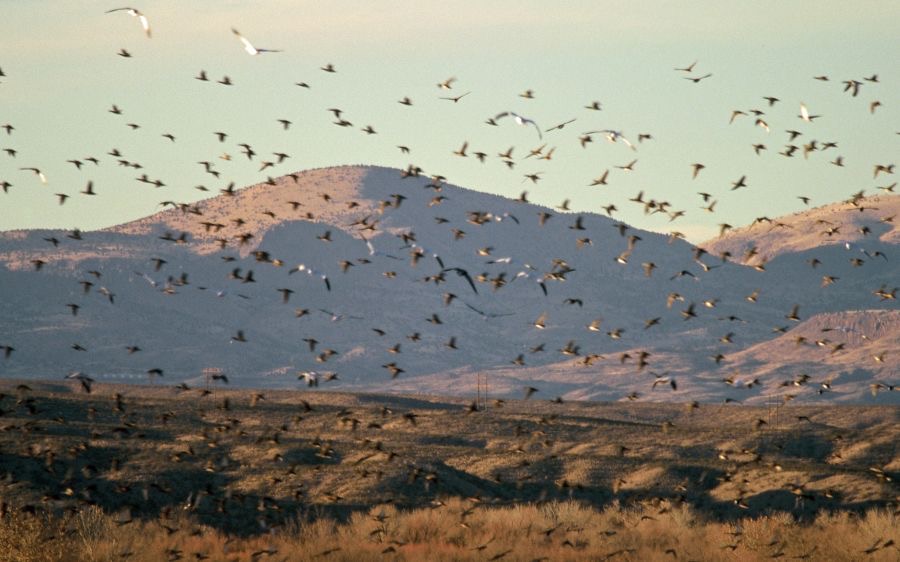 BOSQUE DEL  APACHE.  N.W.R.      mixed flocks. Cranes & Geese..JPG