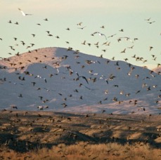 BOSQUE DEL  APACHE.  N.W.R.      mixed flocks. Cranes & Geese..JPG