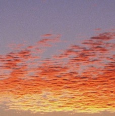 BOSQUE DEL APACHE.  N.W.R.  Sunset..jpg