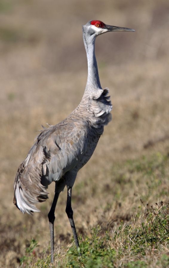 CRANE..   SANDHILL.JPG