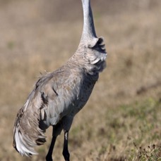CRANE..   SANDHILL.JPG