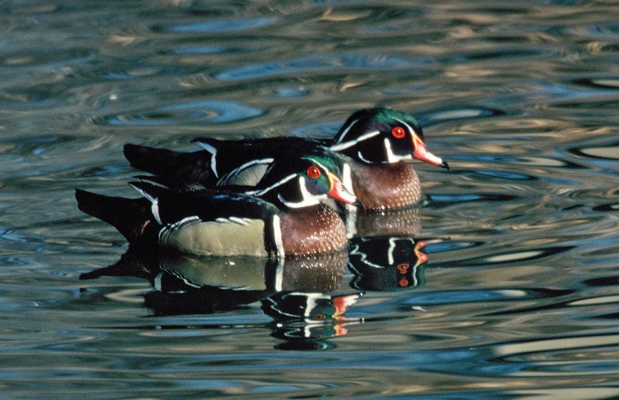 DUCKS.       WOOD   males.JPG