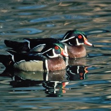 DUCKS.       WOOD   males.JPG
