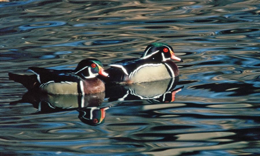 DUCKS...      WOOD   males.JPG