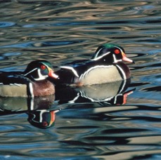 DUCKS...      WOOD   males.JPG