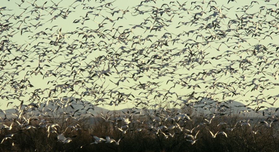 GEESE..         SNOW          After Take off.JPG