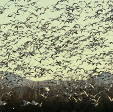 GEESE..         SNOW          After Take off.JPG