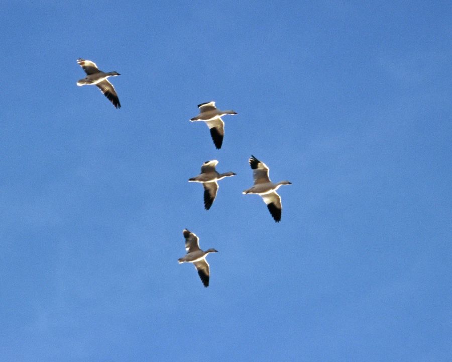 GEESE..         SNOW     in flight.jpg