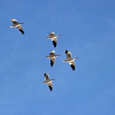 GEESE..         SNOW     in flight.jpg