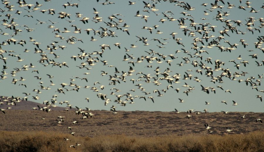 GEESE..         SNOW  flying out  to Corn Fields.JPG