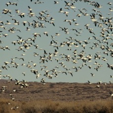 GEESE..         SNOW  flying out  to Corn Fields.JPG
