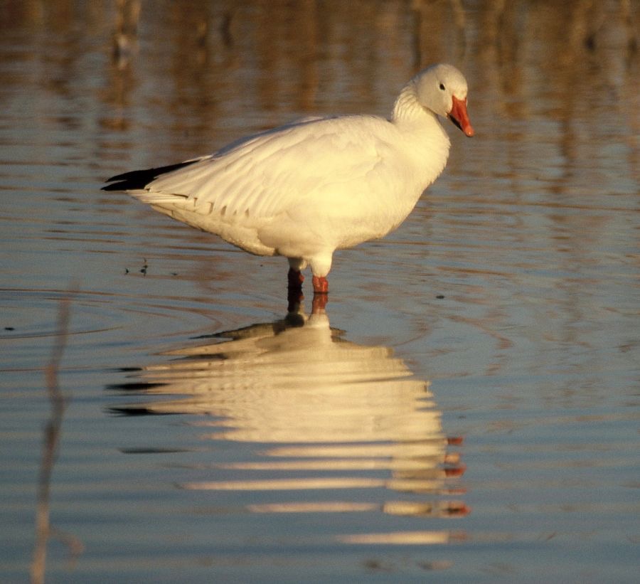 GOOSE         SNOW.jpg